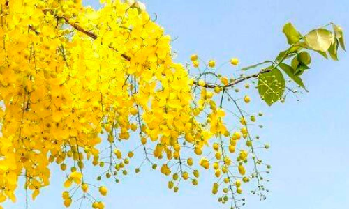 വിഷുവിന്​ മുമ്പേ പൂത്തുലഞ്ഞ് കണിക്കൊന്ന