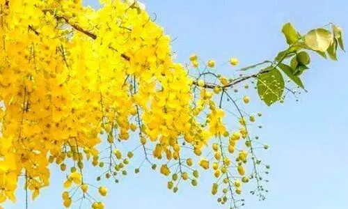 വിഷുവിന്​ മുമ്പേ പൂത്തുലഞ്ഞ് കണിക്കൊന്ന