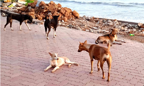 തെരുവുനായ് ശല്യത്തിനെതിരെ മനുഷ്യാവകാശ കമീഷന് പരാതി