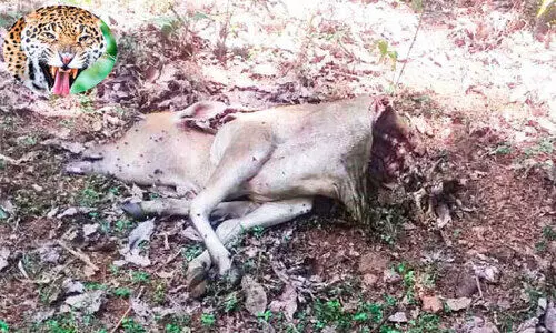 Leopard again The calf was killed at Chennapara Leopard again The calf was killed at Chennapara