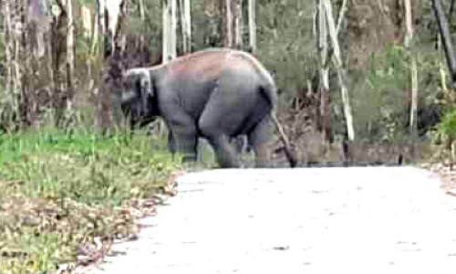 ഇടിഞ്ഞാറിൽ സ്കൂൾ വിദ്യാർഥികളെ വീണ്ടും കാട്ടാന ഓടിച്ചു