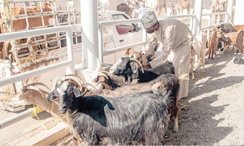 ibri souk habta market