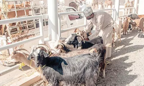 ibri souk habta market