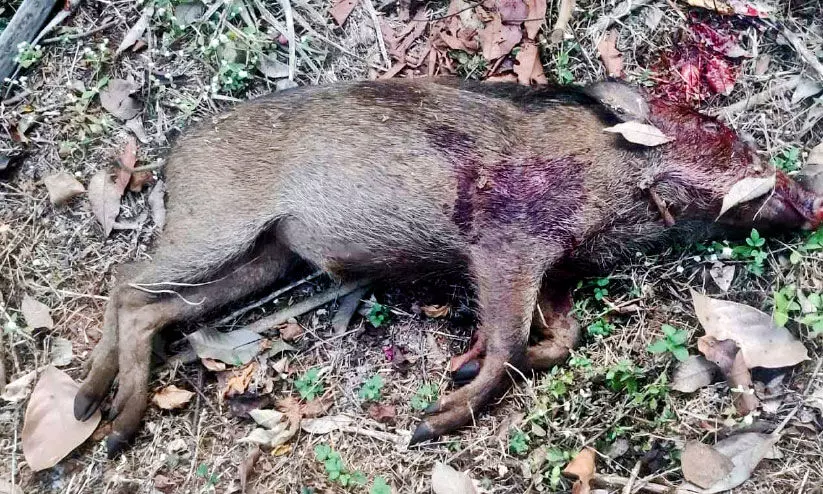 പരപ്പയിൽ ഭീതിപരത്തിയ പന്നിയെ വെടിവെച്ചുകൊന്നു