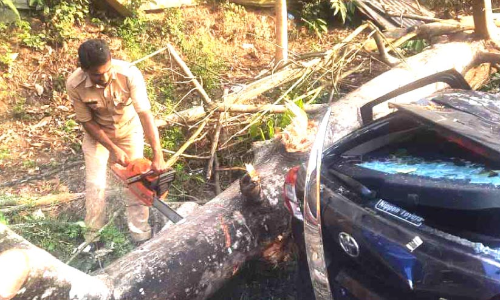 tree fallen to car