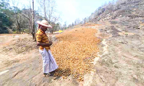 turmeric agriculture