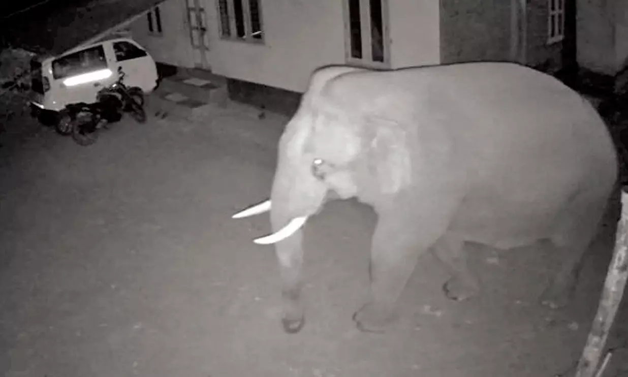 വടക്കനാട് കാട്ടാന ശല്യം രൂക്ഷം; സമരത്തിനൊരുങ്ങി നാട്ടുകാർ