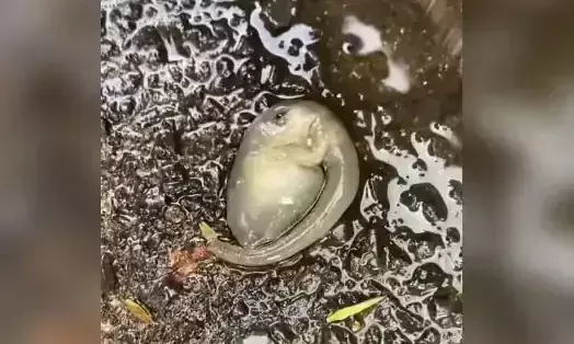 bizarre creature 2322 bizarre creature 2322