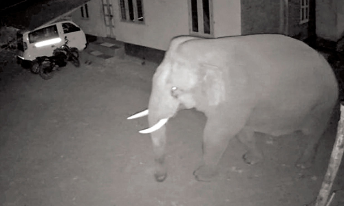 വടക്കനാട് കാട്ടാന ശല്യം രൂക്ഷം; സമരത്തിനൊരുങ്ങി നാട്ടുകാർ