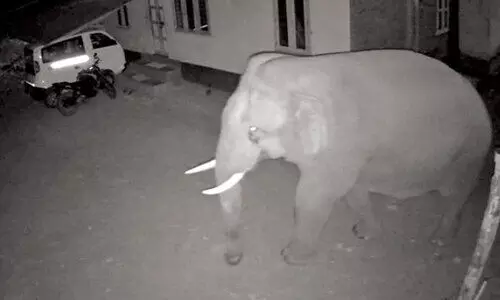 വടക്കനാട് കാട്ടാന ശല്യം രൂക്ഷം; സമരത്തിനൊരുങ്ങി നാട്ടുകാർ വടക്കനാട് കാട്ടാന ശല്യം രൂക്ഷം; സമരത്തിനൊരുങ്ങി നാട്ടുകാർ