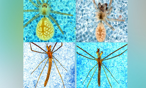 വംശനാശ ഭീഷണി നേരിടുന്ന ചിലന്തികളെ കണ്ടെത്തി