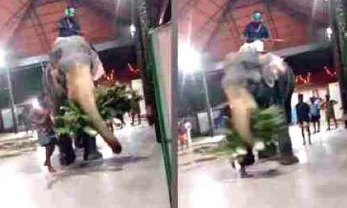 തൃത്തല്ലൂരിൽ ഇടഞ്ഞ ആന പാപ്പാനെ തട്ടിത്തെറിപ്പിച്ചു