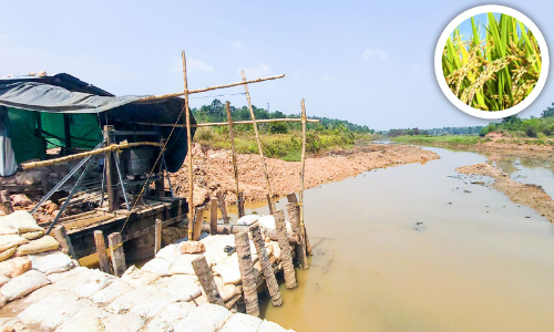 Farmers in Aranmula in distress Farmers in Aranmula in distress