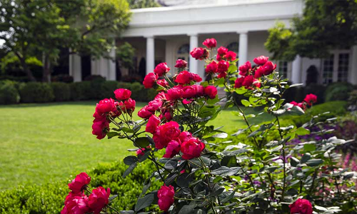 Rose Garden