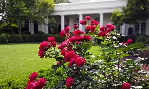 Rose Garden