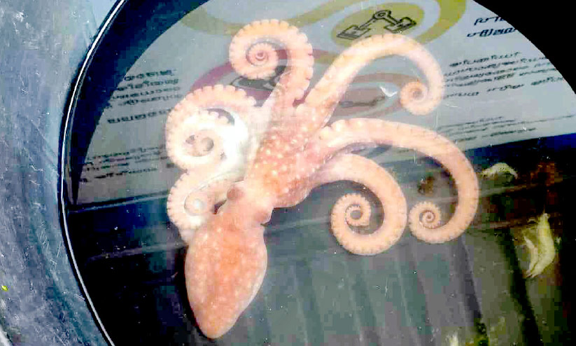 പട്ടുവം പുഴയിൽ നീരാളി പട്ടുവം പുഴയിൽ നീരാളി