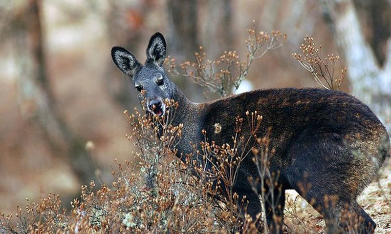 musk deer musk deer