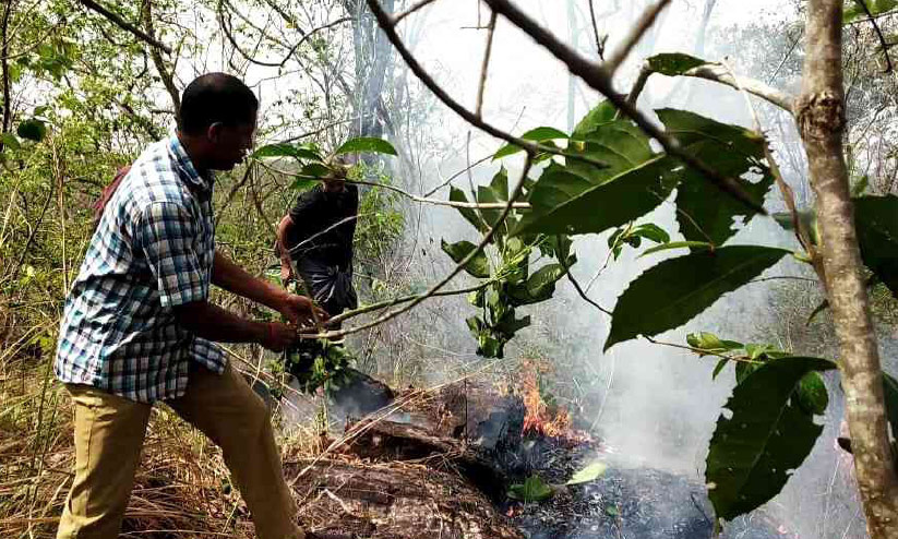 പാലോട്, വിതുര വനമേഖലകളിൽ കാട്ടുതീ