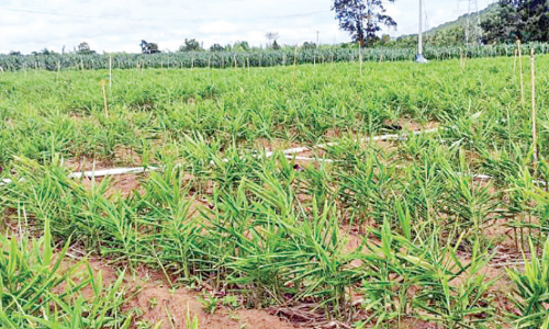 ഇഞ്ചിക്കിത് മധുരിക്കും കാലം