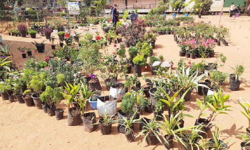 ദ്വാരക ടൗണിൽ പൂച്ചട്ടികൾ സ്ഥാപിച്ചു