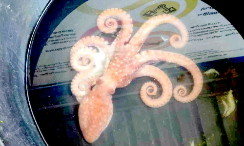 പട്ടുവം പുഴയിൽ നീരാളി