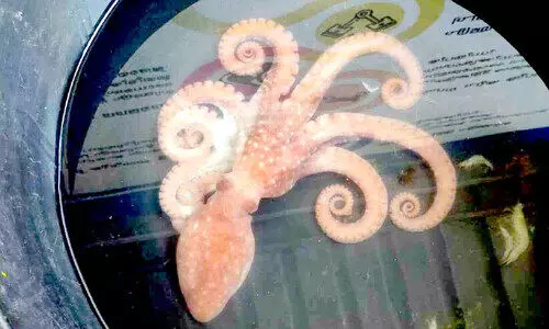 പട്ടുവം പുഴയിൽ നീരാളി