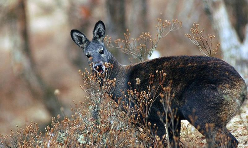 musk deer