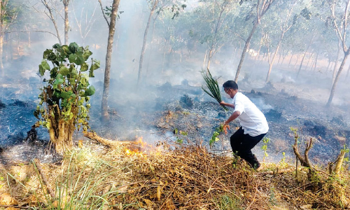 വെള്ളരിക്കുണ്ടിൽ മൂന്നേക്കർ കൃഷി കത്തിനശിച്ചു