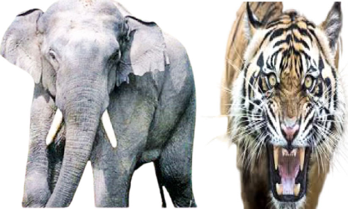 വന്യജീവി ആക്രമണം: നഷ്ടപരിഹാരം കാത്ത് ആയിരങ്ങൾ,  1063 കർഷകർ അപേക്ഷ നൽകി കാത്തിരിക്കുന്നു