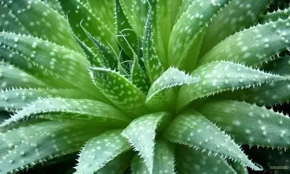 കറ്റാർവാഴ കൃഷി- ലാഭം കൂടുതൽ, ചെലവ് കുറവ്