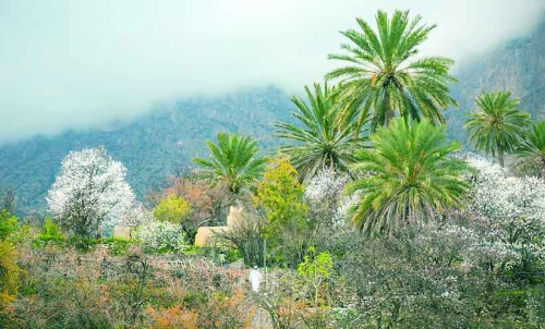 ആപ്രിക്കോട്ട് പൂത്തു; വകാനിലേക്ക് സഞ്ചാരികളുടെ ഒഴുക്ക്