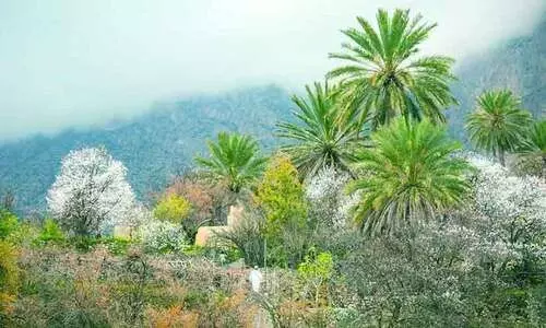 ആപ്രിക്കോട്ട് പൂത്തു; വകാനിലേക്ക് സഞ്ചാരികളുടെ ഒഴുക്ക്