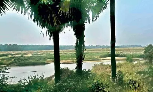 നിളയിൽ ജലനിരപ്പ് താഴുന്നു