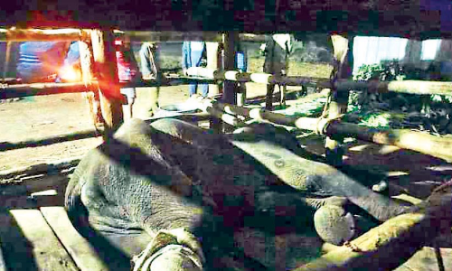 കുട്ടിയാന ചികിത്സക്കിടെ ചെരിഞ്ഞു