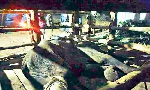 കുട്ടിയാന ചികിത്സക്കിടെ ചെരിഞ്ഞു