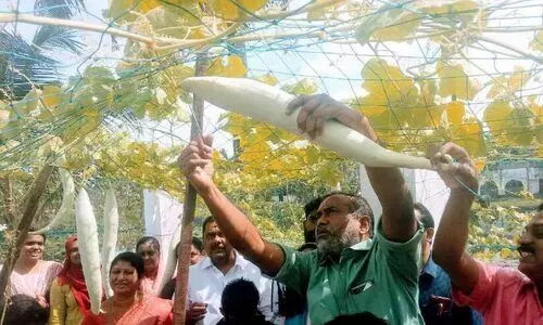 സ്കൂളിലെ പച്ചക്കറിത്തോട്ടത്തിൽ വിളവെടുപ്പിന് മന്ത്രിയെത്തി