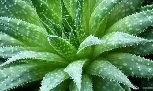 കറ്റാർവാഴ കൃഷി- ലാഭം കൂടുതൽ, ചെലവ് കുറവ്