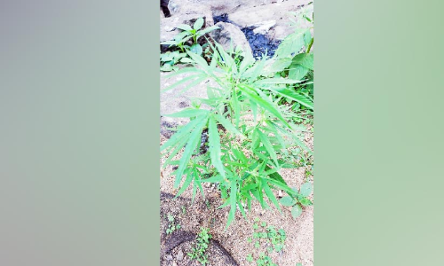 പുഴയരികിൽ വളർത്തിയ കഞ്ചാവ് ചെടികൾ നശിപ്പിച്ചു