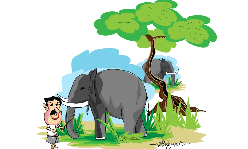 ശിവരാത്രി ഉത്സവത്തിനിടെ ആനകൾക്ക് വ്യാപക പീഡനം