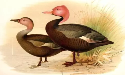 list of extinct bird species