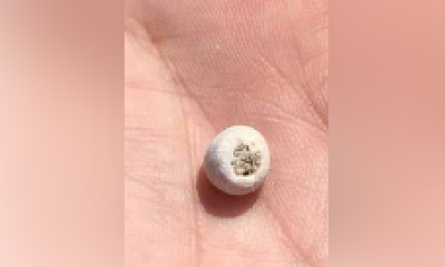 ഈ ​മു​ത്തി​ന്​ തി​ള​ക്ക​മേ​റെ; ബി.​സി 4600ലെ ​പ്ര​കൃ​തി​ദ​ത്ത മു​ത്തു​ക​ൾ ക​ണ്ടെ​ടു​ത്ത് ഖ​ത്ത​ർ മ്യൂ​സി​യം