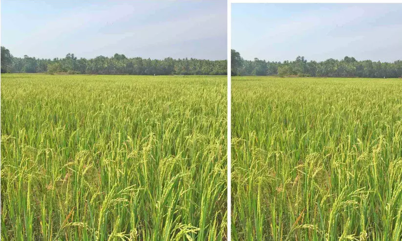 Ayancherry Puncha cultivation