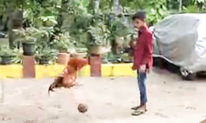 mithun raj and kuttappan kozhi mithun raj and kuttappan kozhi