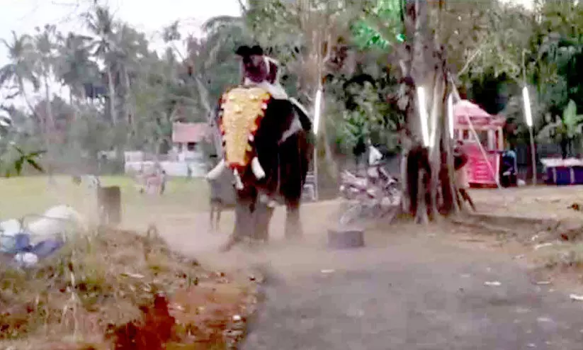 The four were trapped on the elephant for three hours The four were trapped on the elephant for three hours