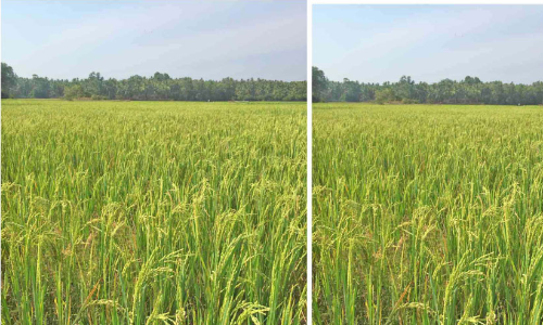 Ayancherry Puncha cultivation