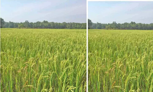 Ayancherry Puncha cultivation