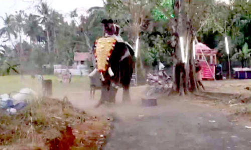 The four were trapped on the elephant for three hours