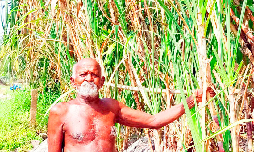 വാർധക്യത്തിൽ മധുരമൂറും കൃഷിവിജയവുമായി നകുലൻ വാർധക്യത്തിൽ മധുരമൂറും കൃഷിവിജയവുമായി നകുലൻ