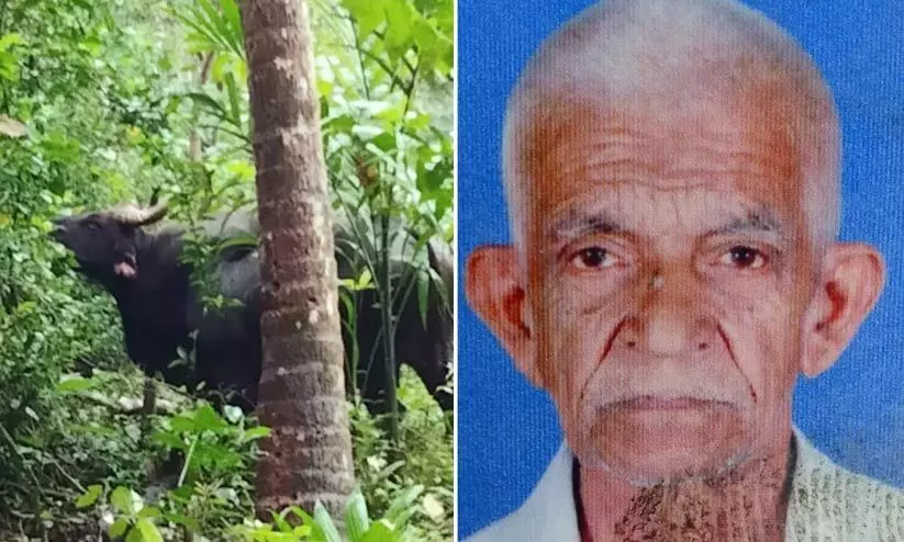 കാട്ടുപോത്തിന്റെ ആക്രമണത്തിൽ വയോധികൻ കൊല്ലപ്പെട്ടു കാട്ടുപോത്തിന്റെ ആക്രമണത്തിൽ വയോധികൻ കൊല്ലപ്പെട്ടു