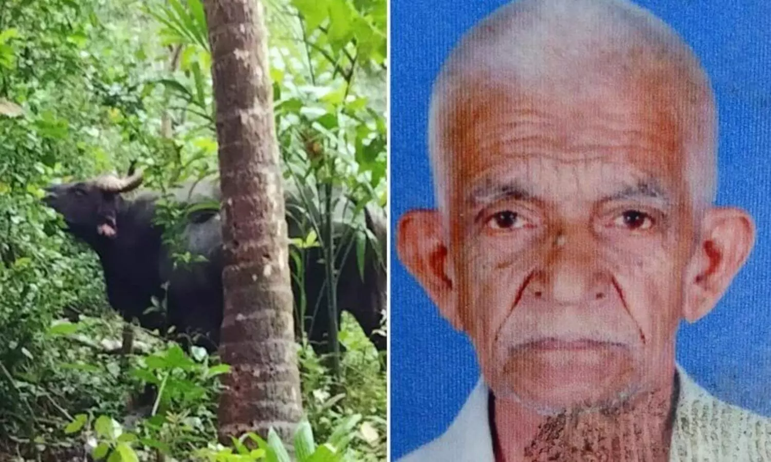 കാട്ടുപോത്തിന്റെ ആക്രമണത്തിൽ വയോധികൻ കൊല്ലപ്പെട്ടു
